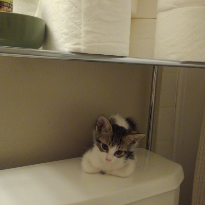 Trusted Experienced Kitty Sitting