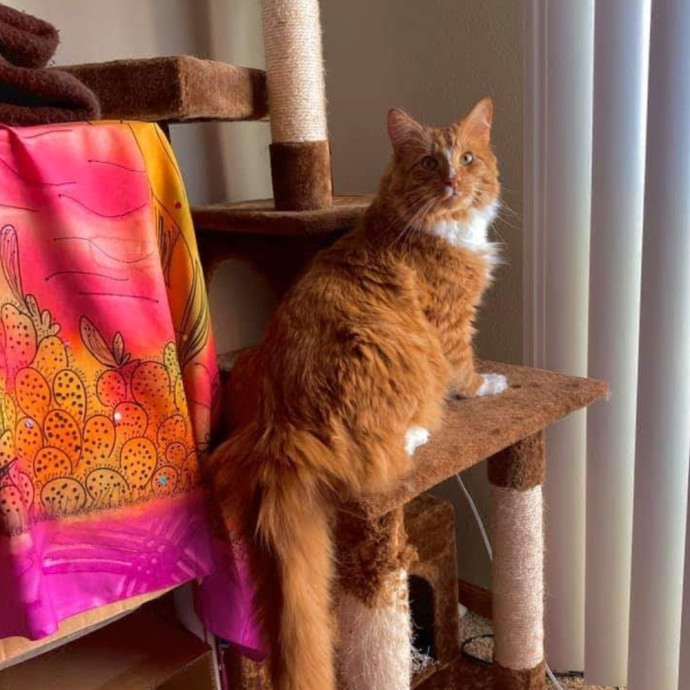 Trusted Experienced Kitty Sitting