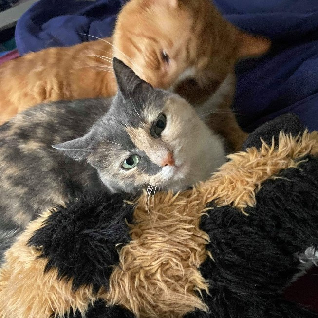 Trusted Experienced Kitty Sitting