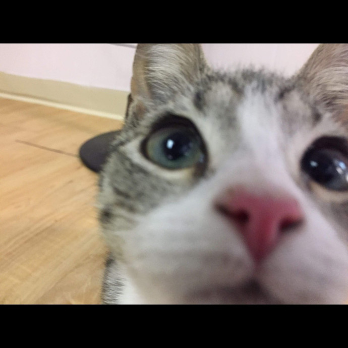 Trusted Experienced Kitty Sitting