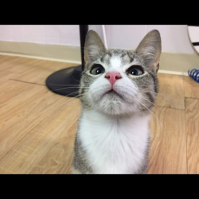 Trusted Experienced Kitty Sitting