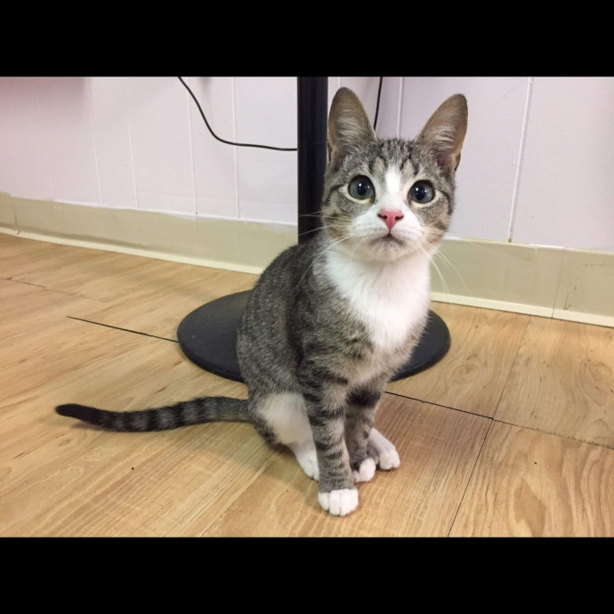 Trusted Experienced Kitty Sitting