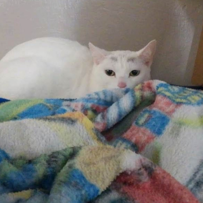 Trusted Experienced Kitty Sitting