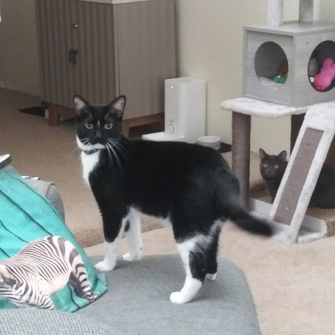 Trusted Experienced Kitty Sitting