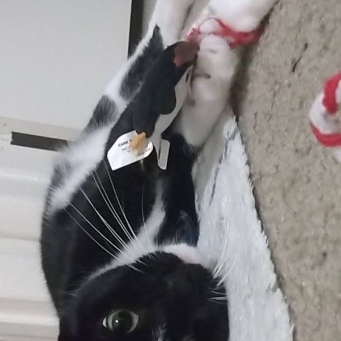 Trusted Experienced Kitty Sitting
