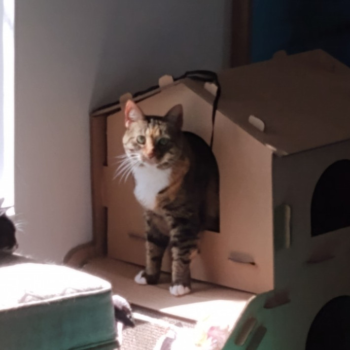 Trusted Experienced Kitty Sitting