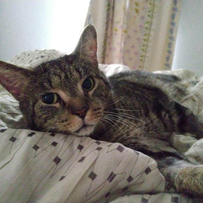 Trusted Experienced Kitty Sitting