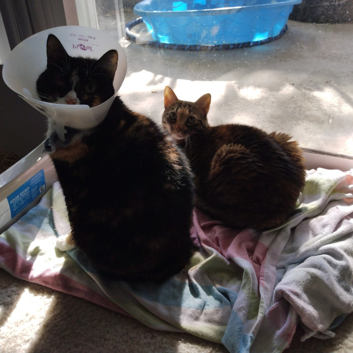 Trusted Experienced Kitty Sitting