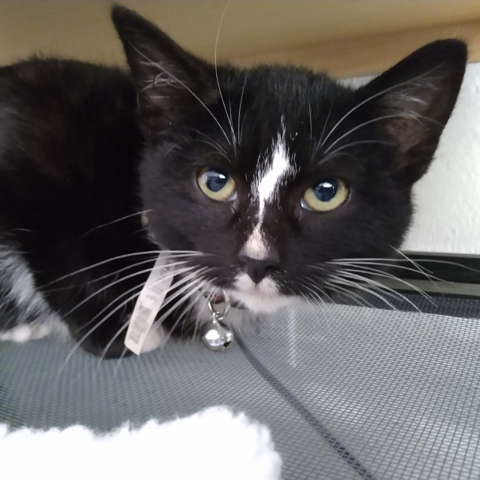 Trusted Experienced Kitty Sitting