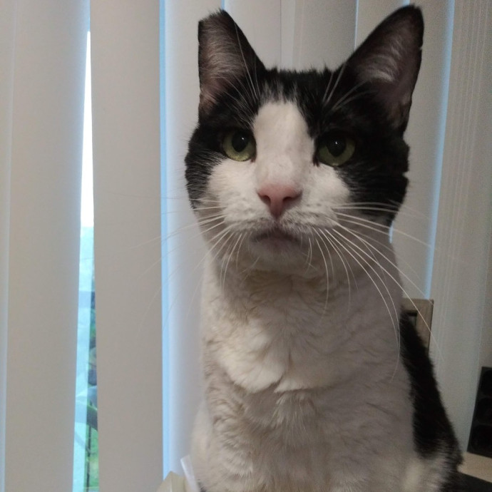 Trusted Experienced Kitty Sitting