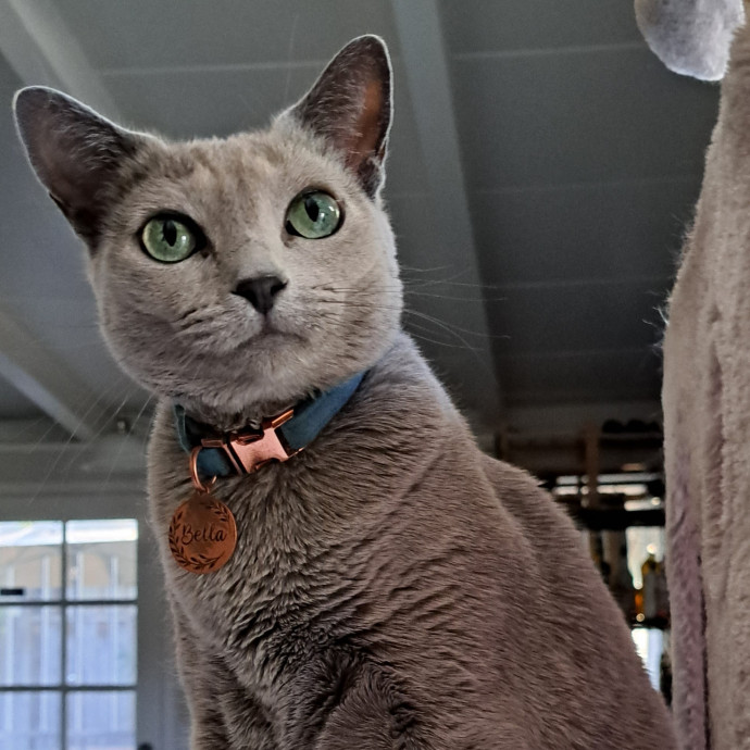 Trusted Experienced Kitty Sitting