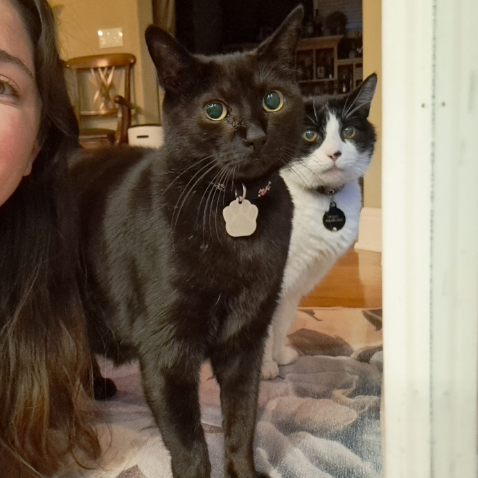 Trusted Experienced Kitty Sitting