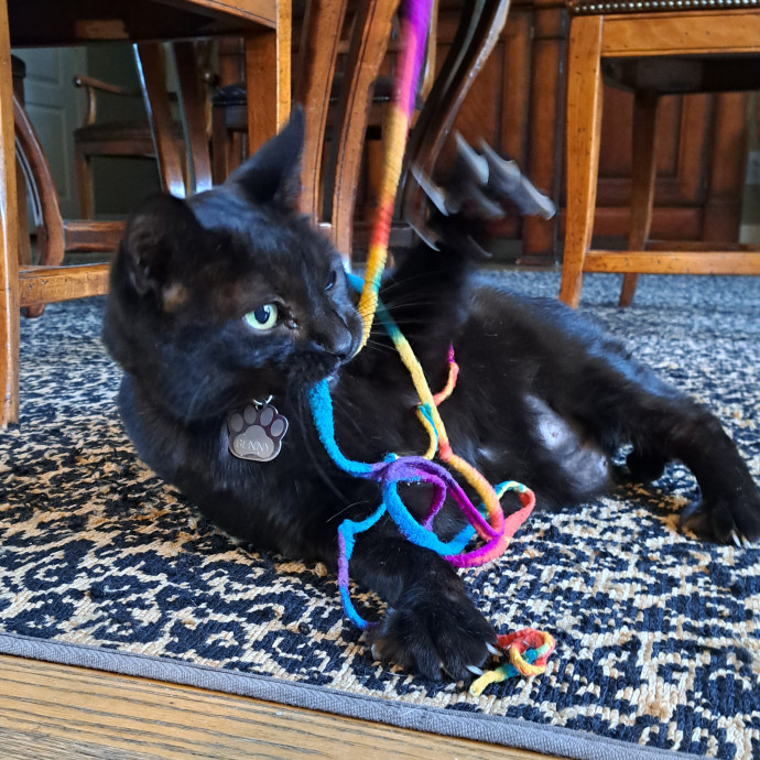 Trusted Experienced Kitty Sitting