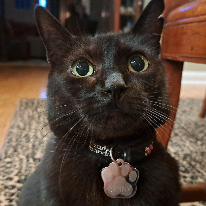 Trusted Experienced Kitty Sitting