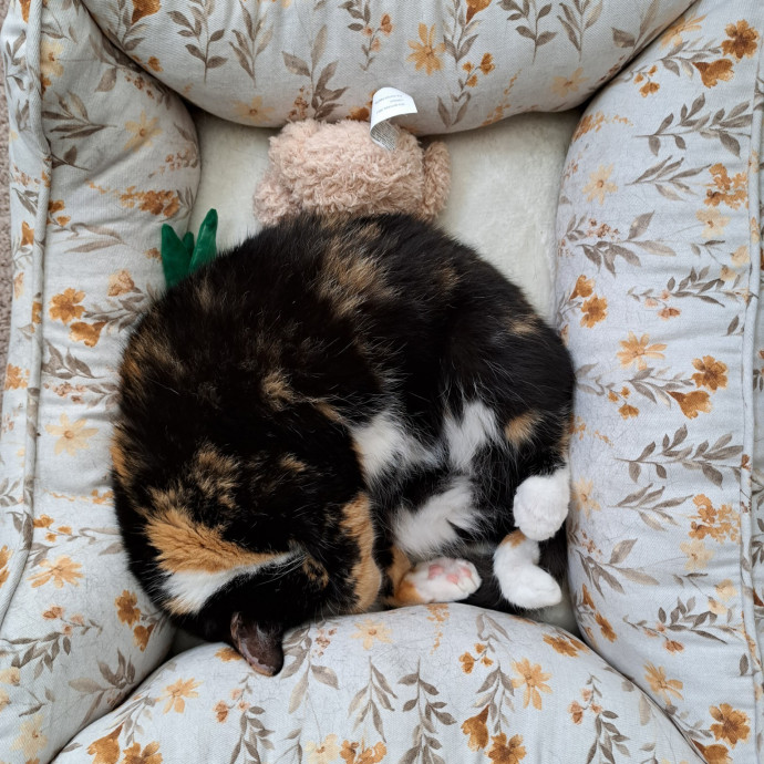 Trusted Experienced Kitty Sitting