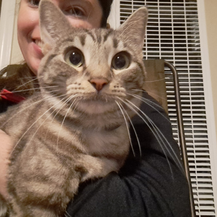 Trusted Experienced Kitty Sitting