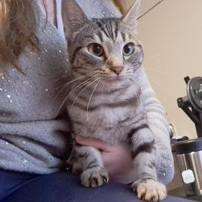 Trusted Experienced Kitty Sitting