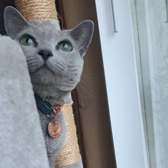 Trusted Experienced Kitty Sitting