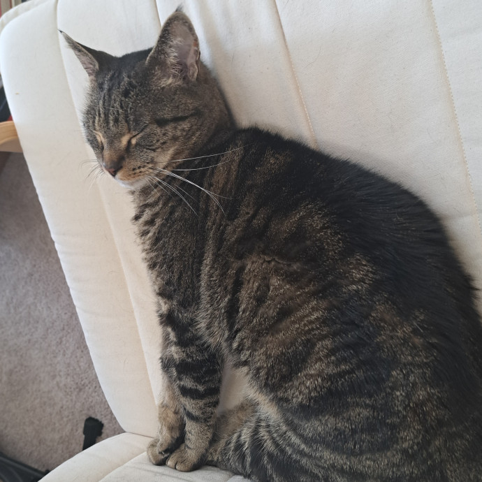 Trusted Experienced Kitty Sitting