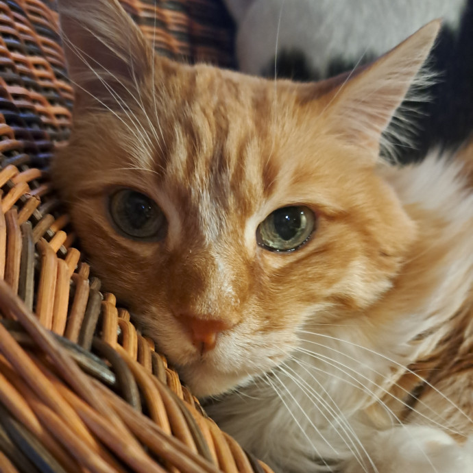 Trusted Experienced Kitty Sitting