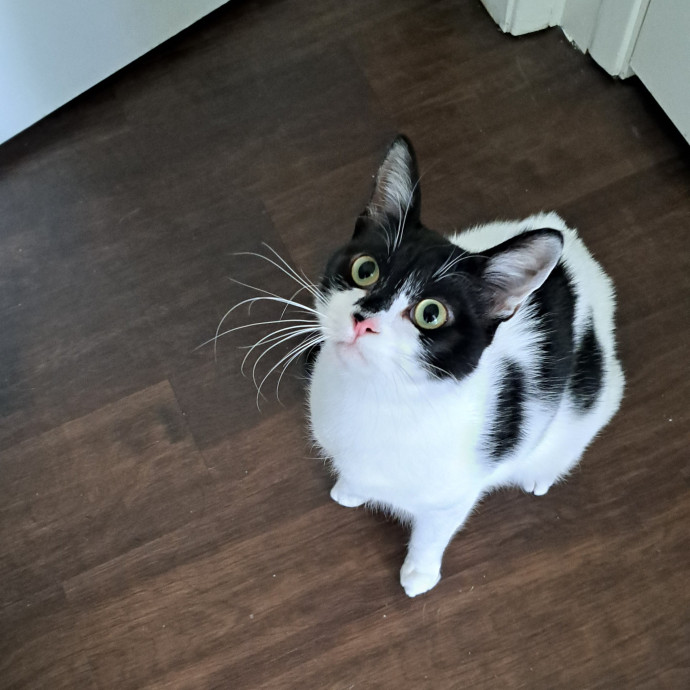 Trusted Experienced Kitty Sitting