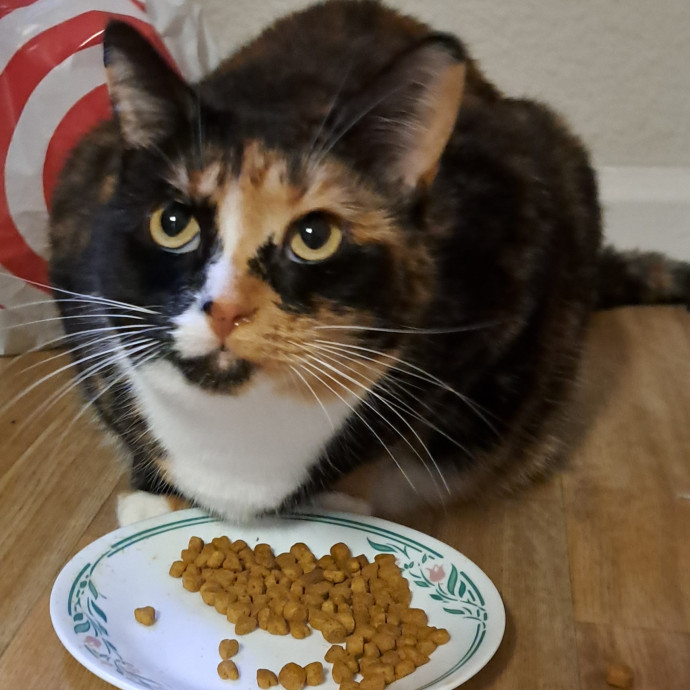 Trusted Experienced Kitty Sitting