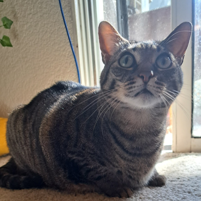 Trusted Experienced Kitty Sitting