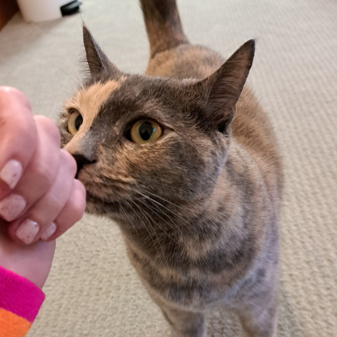 Trusted Experienced Kitty Sitting