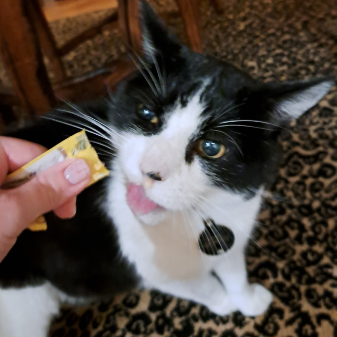 Trusted Experienced Kitty Sitting