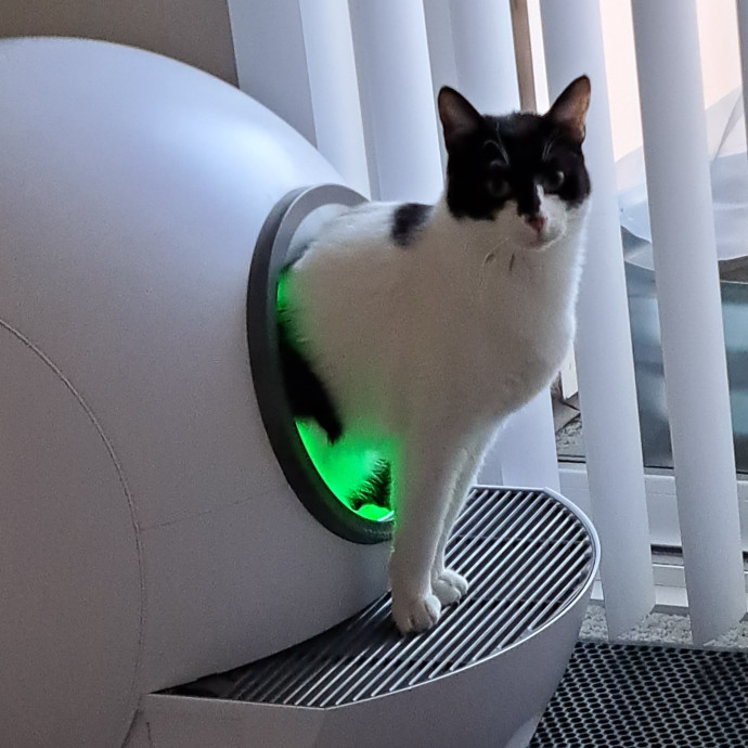 Trusted Experienced Kitty Sitting