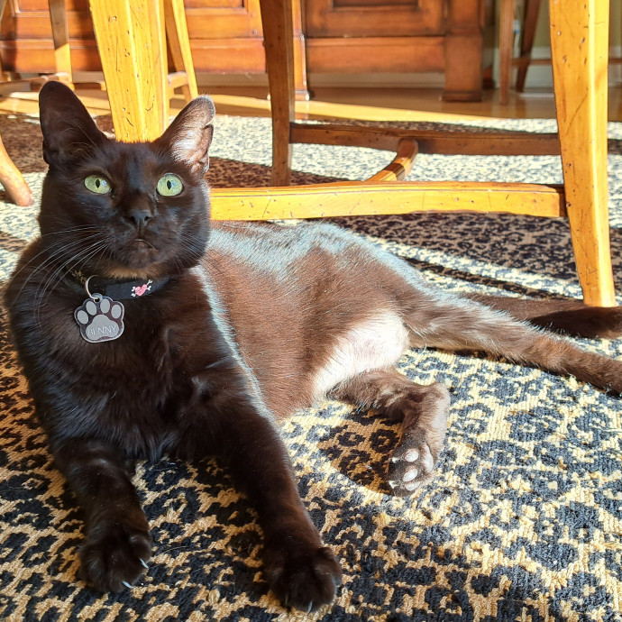 Trusted Experienced Kitty Sitting