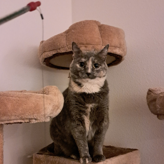 Trusted Experienced Kitty Sitting
