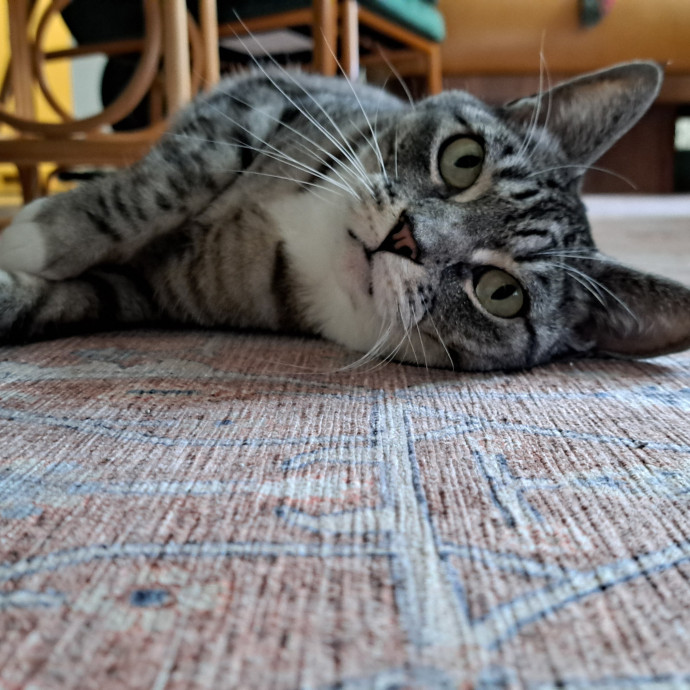 Trusted Experienced Kitty Sitting