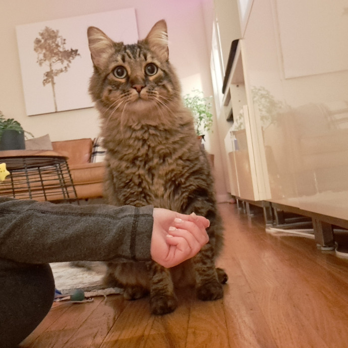 Trusted Experienced Kitty Sitting