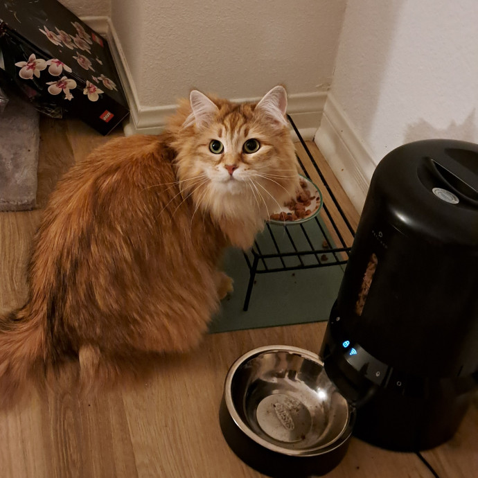 Trusted Experienced Kitty Sitting