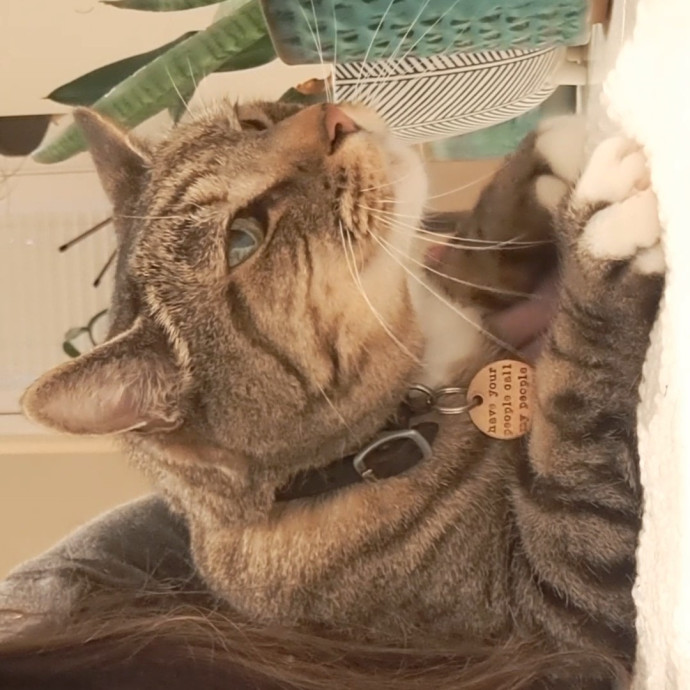 Trusted Experienced Kitty Sitting
