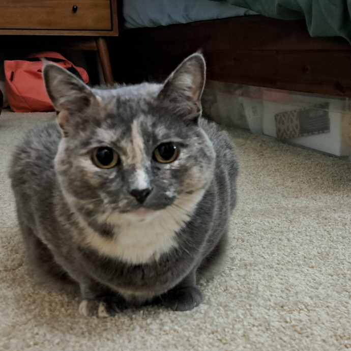 Trusted Experienced Kitty Sitting