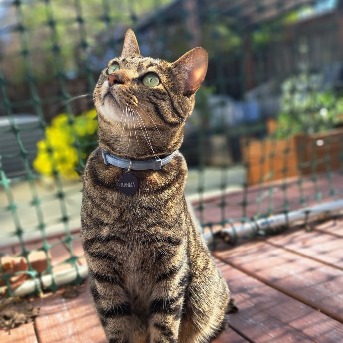 Trusted Experienced Kitty Sitting