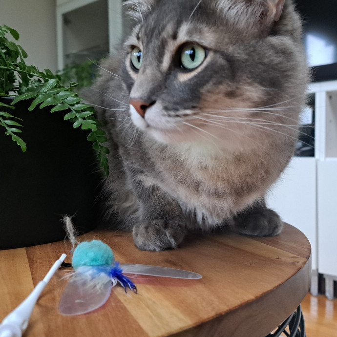 Trusted Experienced Kitty Sitting