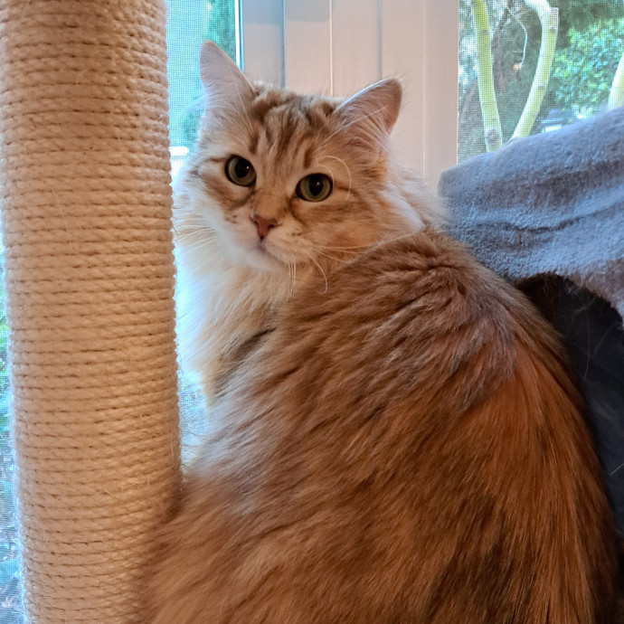 Trusted Experienced Kitty Sitting