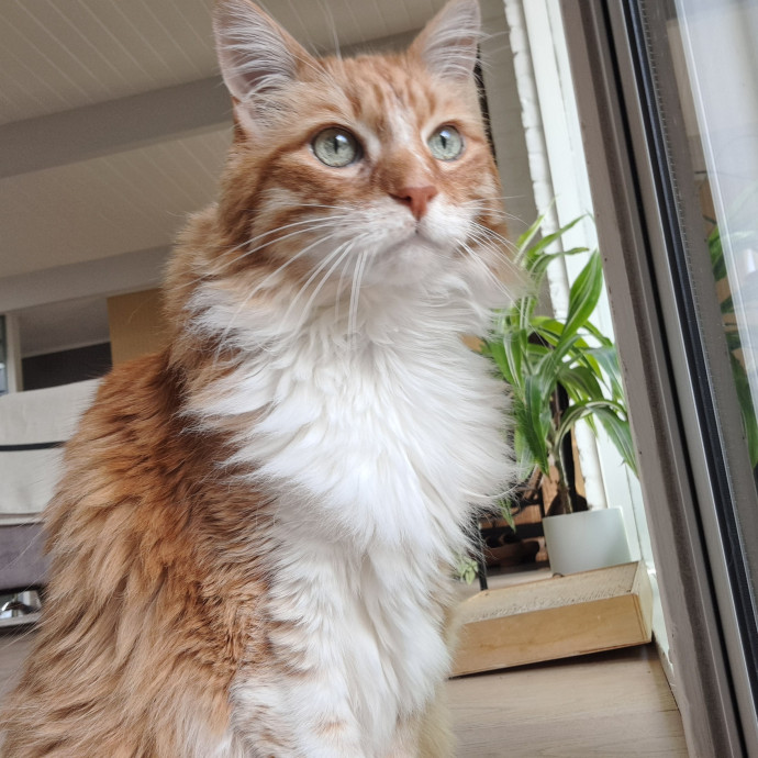 Trusted Experienced Kitty Sitting