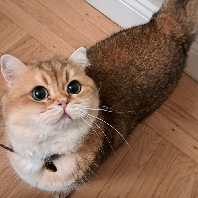 Trusted Experienced Kitty Sitting