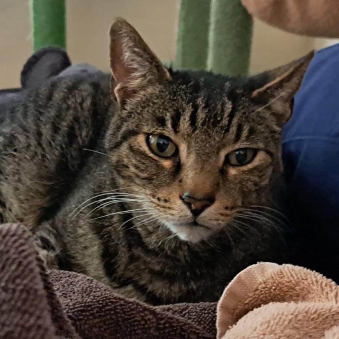 Trusted Experienced Kitty Sitting