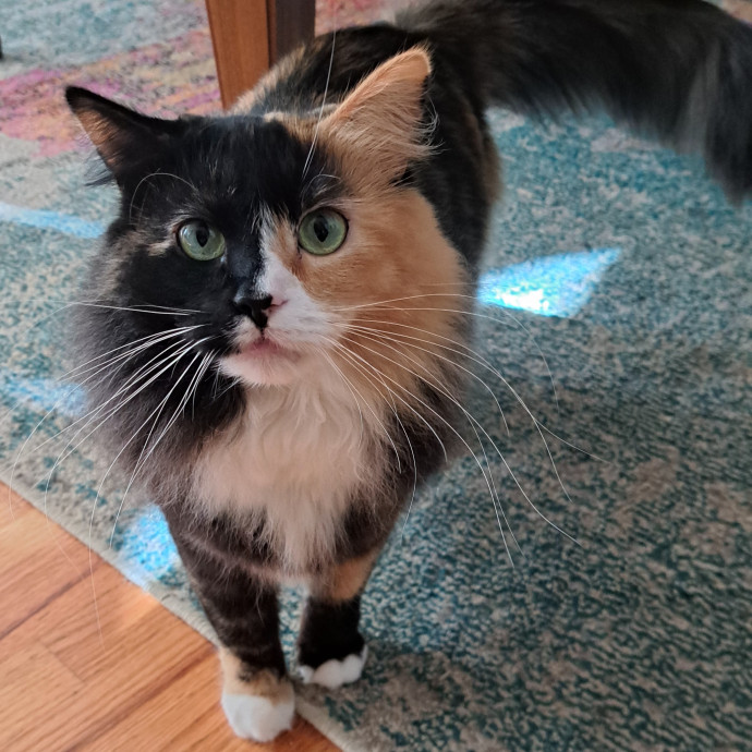 Trusted Experienced Kitty Sitting