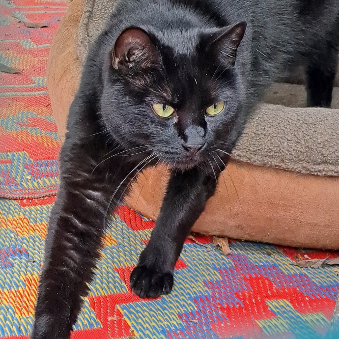 Trusted Experienced Kitty Sitting