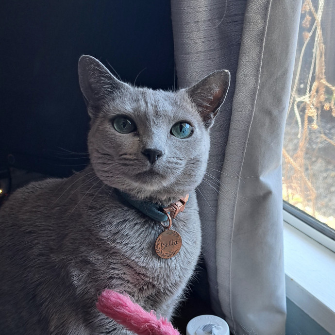 Trusted Experienced Kitty Sitting