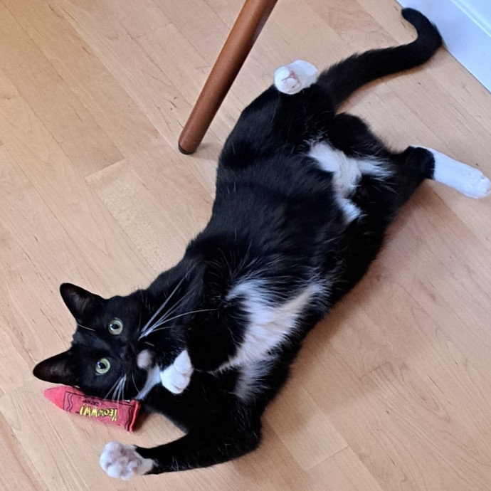 Trusted Experienced Kitty Sitting
