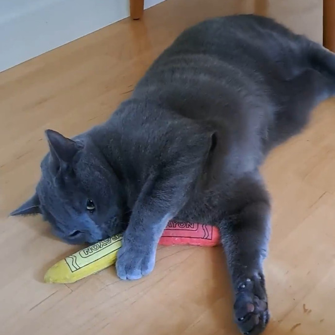 Trusted Experienced Kitty Sitting