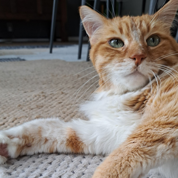 Trusted Experienced Kitty Sitting