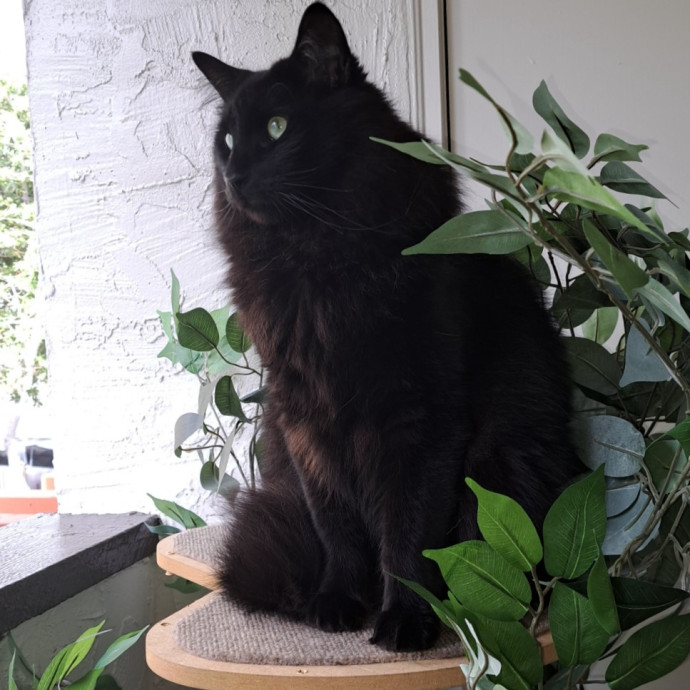Trusted Experienced Kitty Sitting